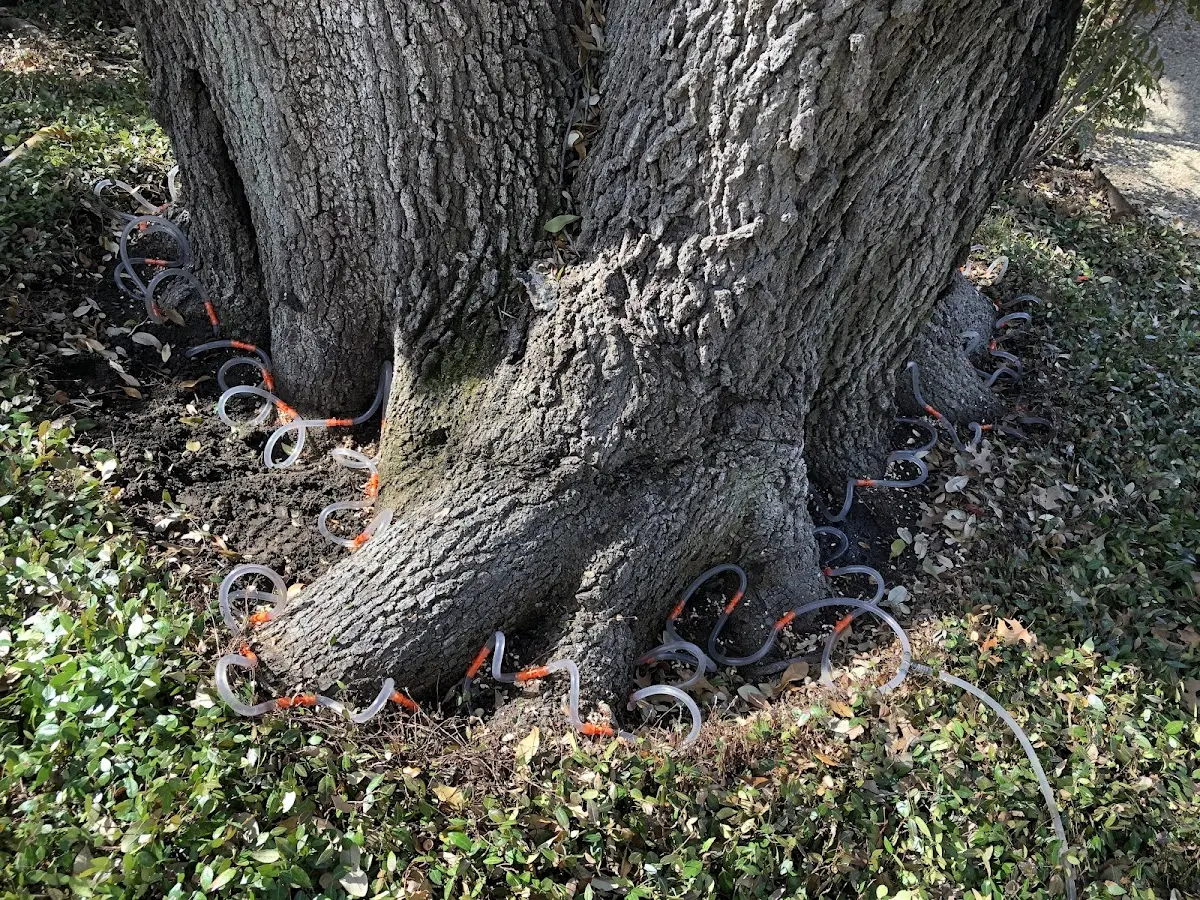 Detailed Tree Cabling and Bracing job site in Rocky River