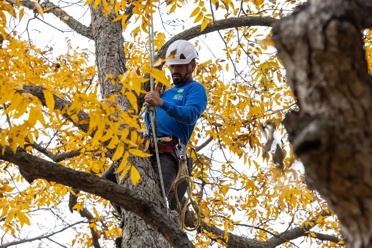Skilled Storm Damage Cleanup crew working in Rocky River